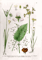 Herbář