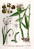 Herbář