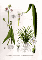 Herbář