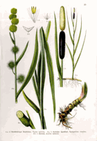 Herbář