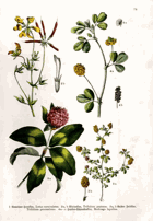 Herbář