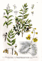 Herbář