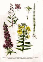 Herbář