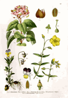 Herbář