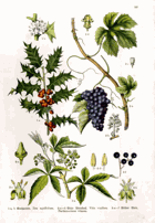 Herbář