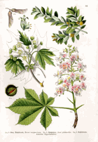 Herbář