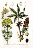 Herbář