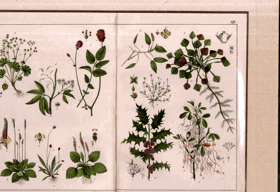 Herbář - rok 1853