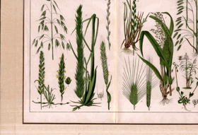 Herbář - rok 1853