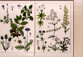 Herbář - rok 1853
