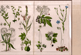 Herbář - rok 1853