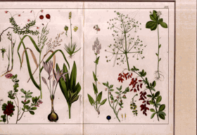 Herbář - rok 1853