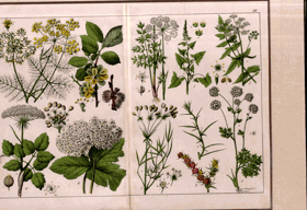 Herbář - rok 1853