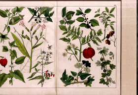 Herbář - rok 1853