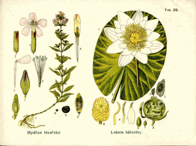 Herbář - tabule 26.