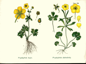 Herbář - tabule 28.