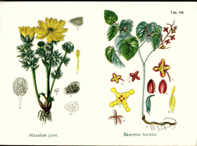 Herbář - tabule 29.