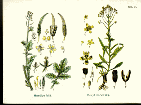 Herbář - tabule 31.
