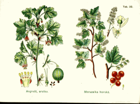 Herbář - tabule 32.