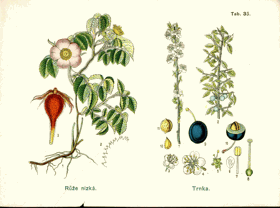 Herbář - tabule 33.