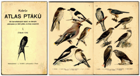 Kobrův atlas ptáků - litografie