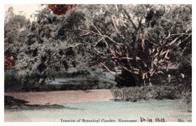 Interior of Botanical Garden, Singapore (pohled)