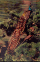 Páv (pohled)
