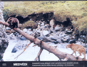 Fotoska - Medvědi