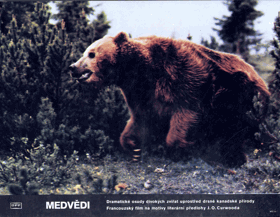 Fotoska - Medvědi