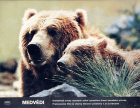 Fotoska - Medvědi