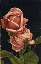 Rozkvetlé růže na černém podkladu (pohled)