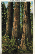 Big trees, Santa Cruz , California (pohled)
