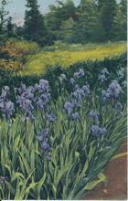 Iris germanica - Kosatec (pohled)