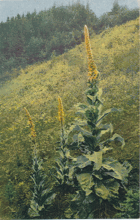 Verbascum thapsus - Divizna (pohled)