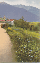 Cichorium Intibus - Čekanka (pohled)