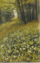 Asperula odorata - Mařinka vonná (pohled)