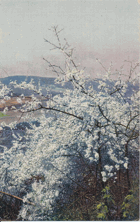 Prunus spinosa - Trnka (pohled)