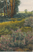 Ononis spinosa (pohled)