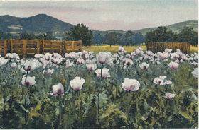 Papaver somniferum - Mák polní (pohled)