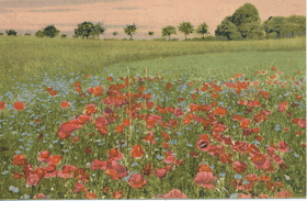 Papaver Rhoeas L. - Mák polní (pohled)