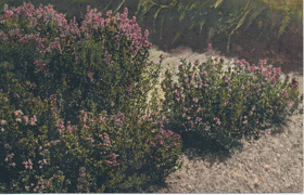 Thymus vulgaris L. Thymian (pohled)