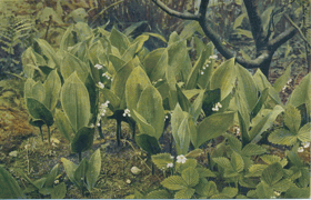 Convallaria majalis L (pohled)