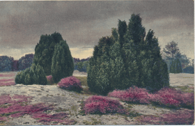 Juniperus communis L (pohled)