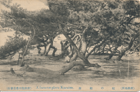 Japonsko, stromy (pohled)
