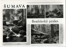 Šumava - Boubínský prales, okénkový (pohled)