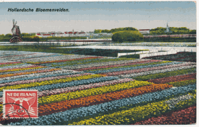 Hollandsche Bloemenvelden - Holandsko - květinové pole (pohled)