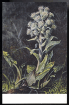 Petasites - devätsil (pohled)