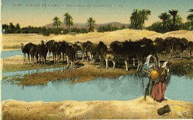 Troupeau de chameaux (pohled)