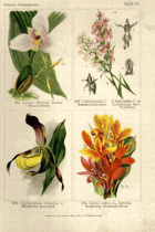 Herbář list 51.