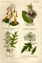 Herbář list 48.